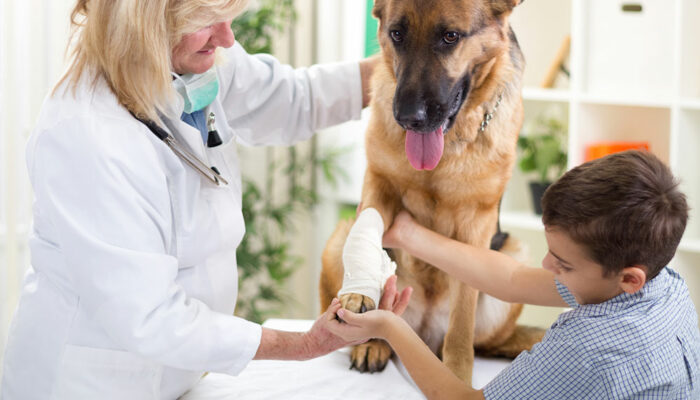 4 home remedies to relieve joint pain in dogs
