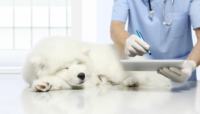 4 signs that one’s pet dog is sick